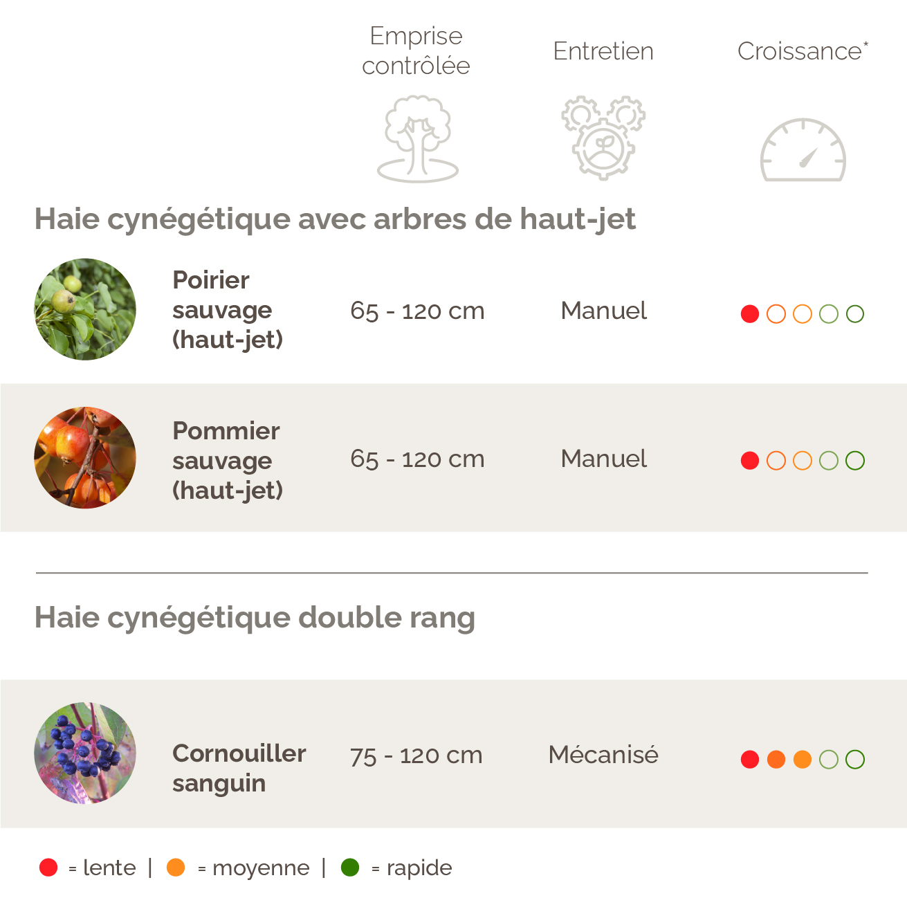 Haie cynégétique avec arbres de haut-jet