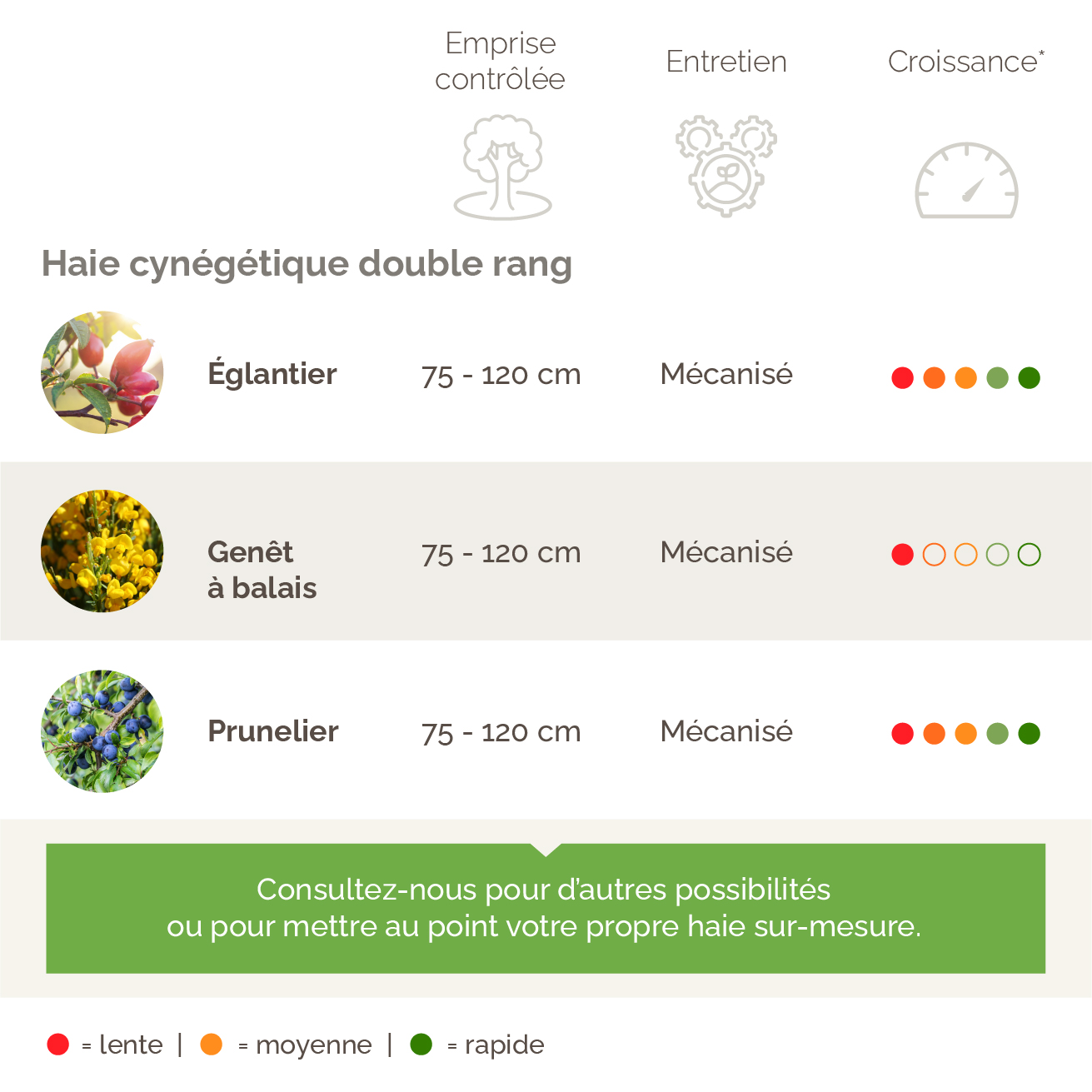 Haie cynégétique double rang