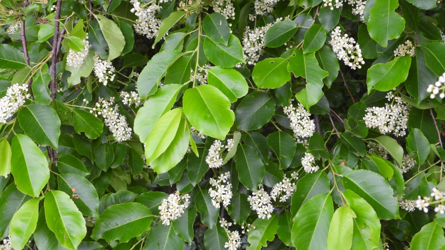 Espèce invasive - Cerisier tardif prunus serotina