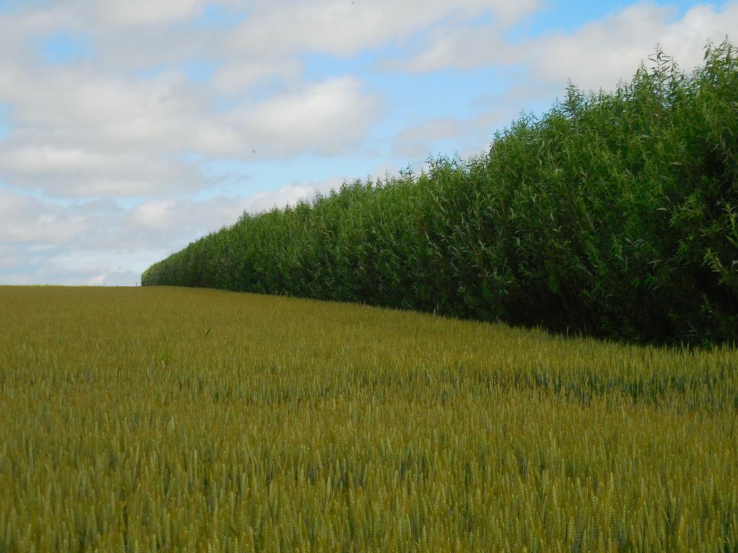 Culture de saule - Été