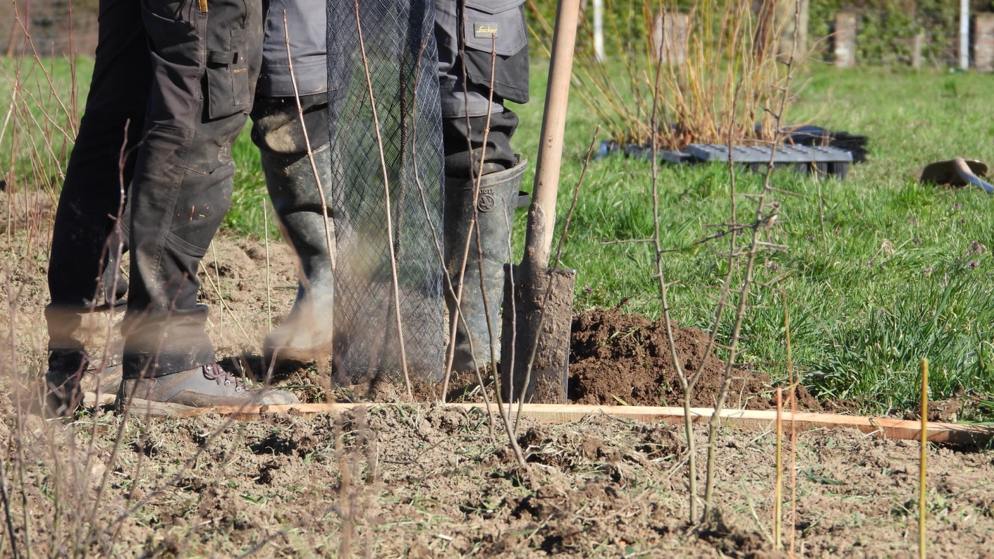 Phitech - Plantation d'une haie pour gibier en milieu agricole