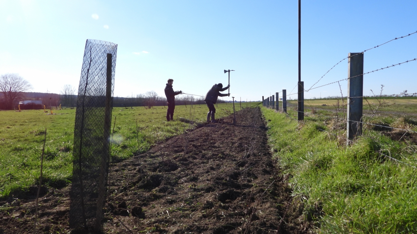 Haies vives - Plantation professionnelle avec recul agronomique