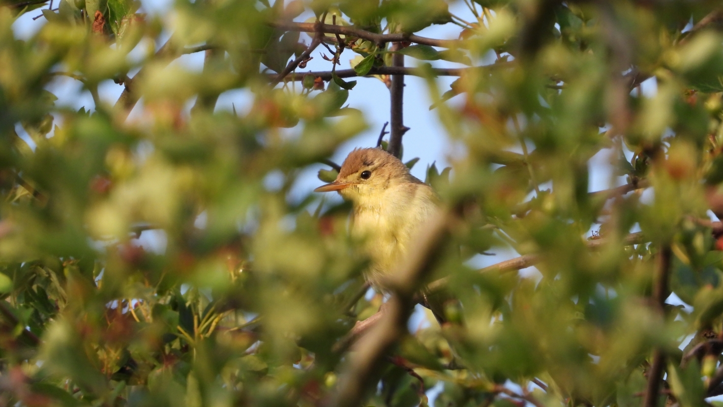 La haie est un refuge pour de nombreuses espèces d'oiseaux