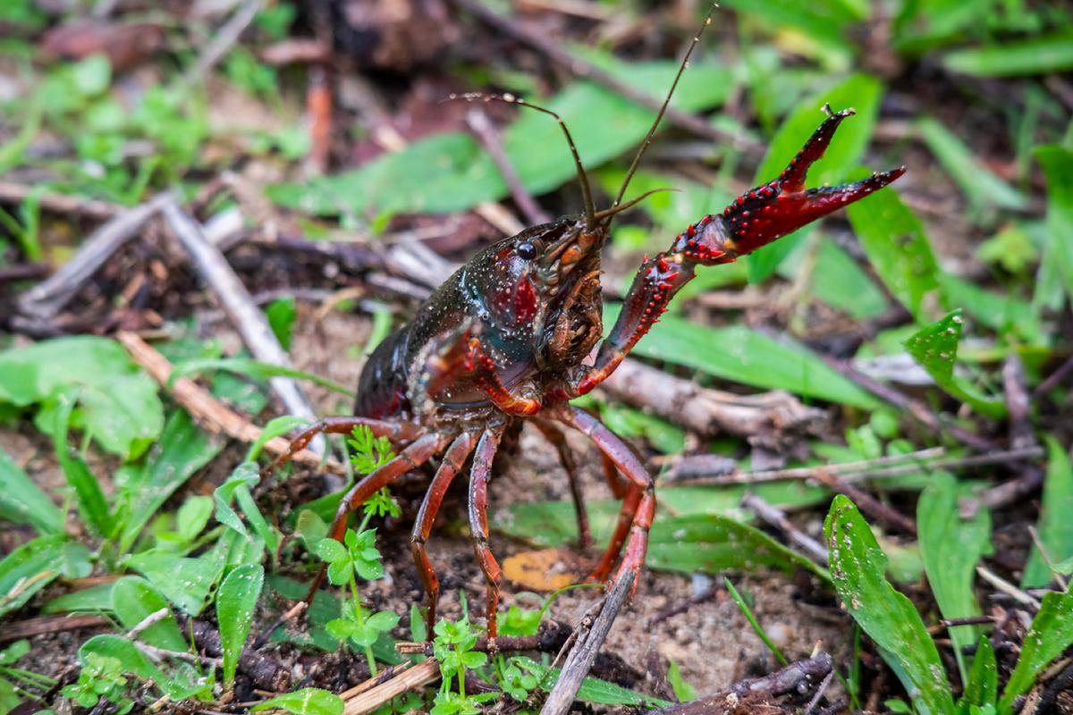 Espèce invasive - Écrevisse américaine