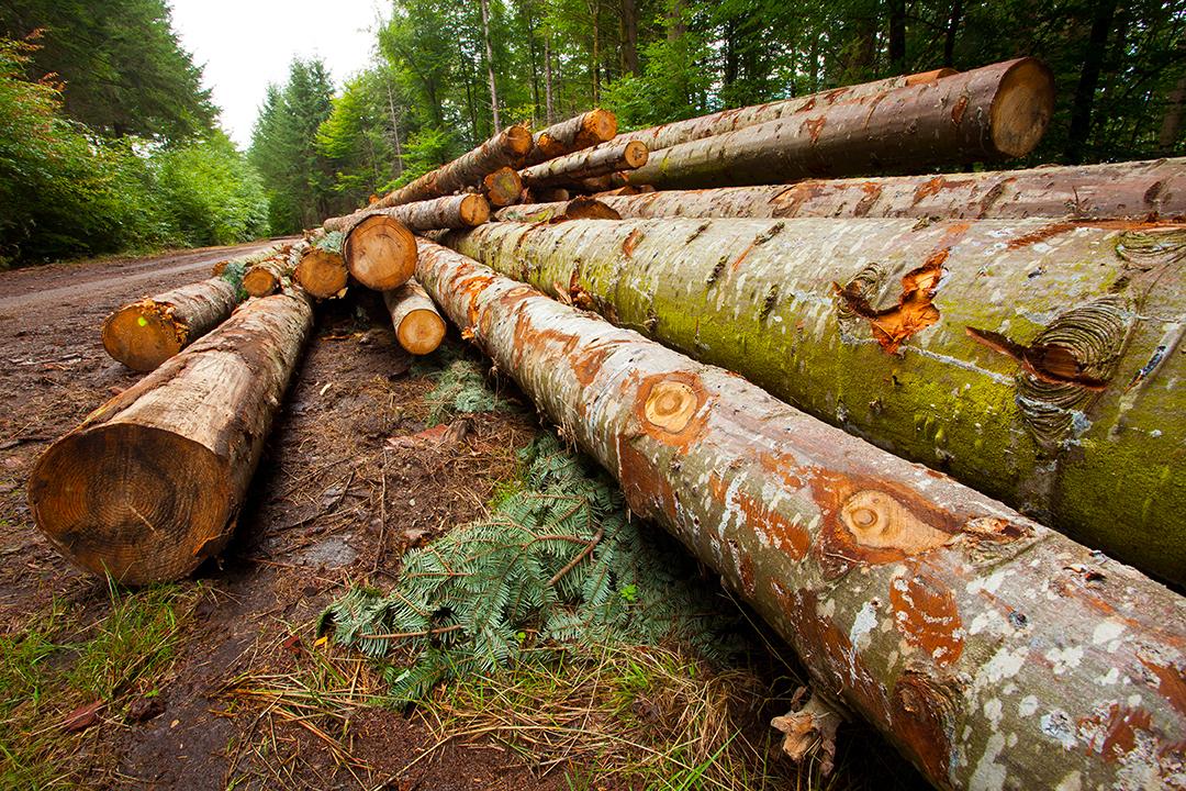 Gestion forestière