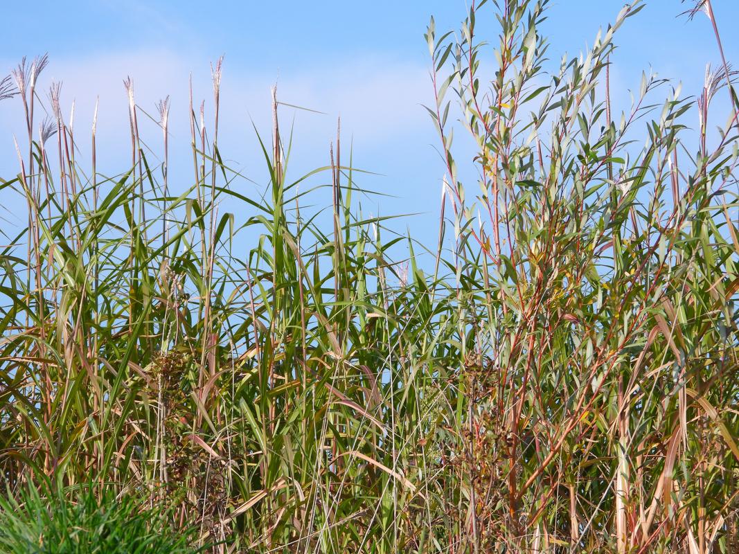 Grands gibiers - Environnement naturel