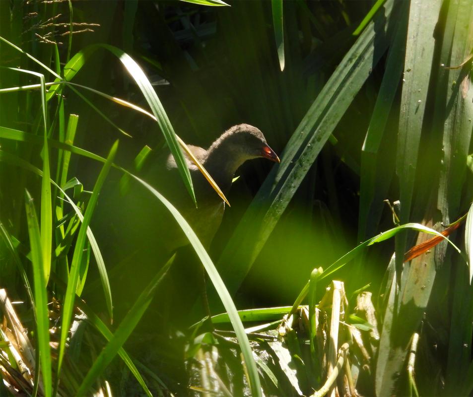 Habitats faune et flore