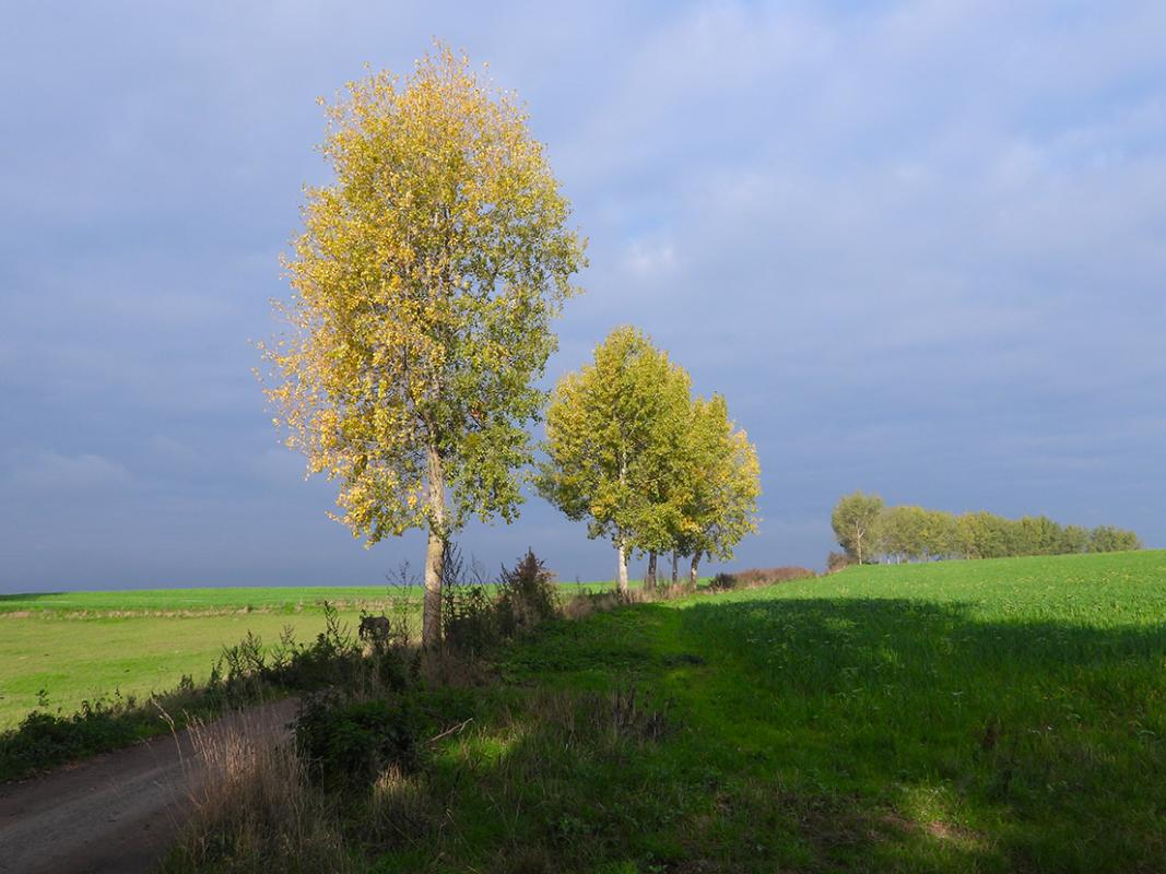 Phitech - La haie vive, le lien entre la nature et les activités humaines