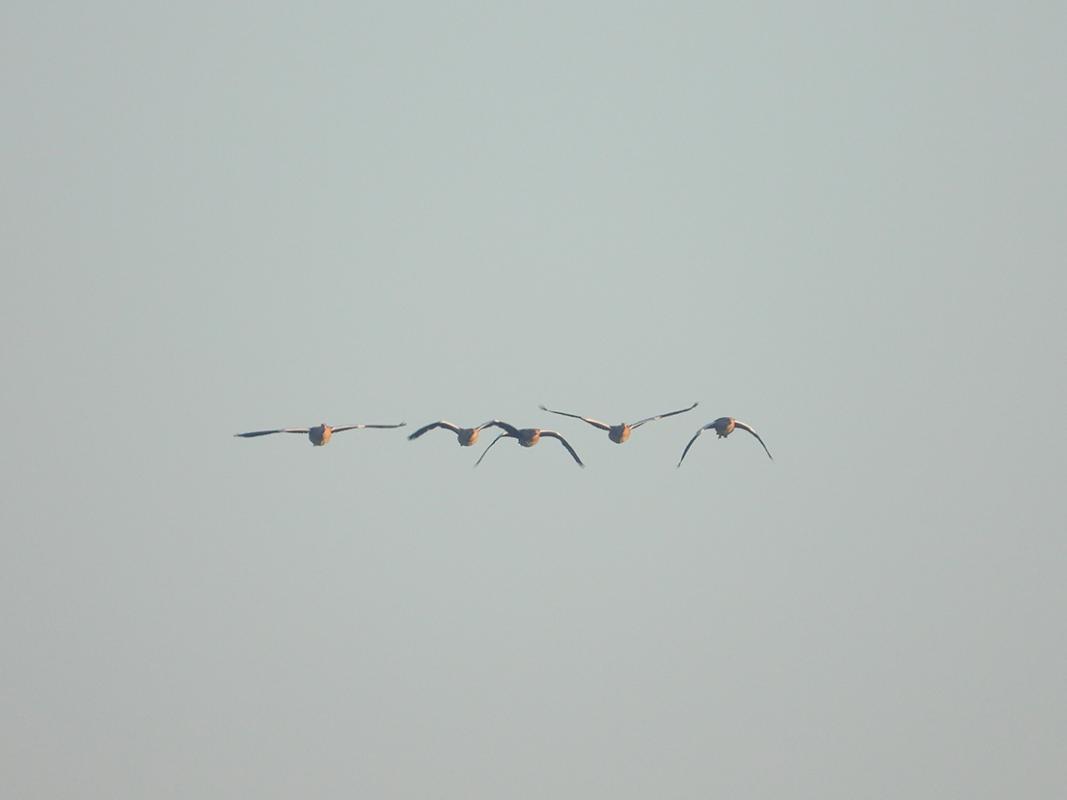 Observation de la faune et de la flore