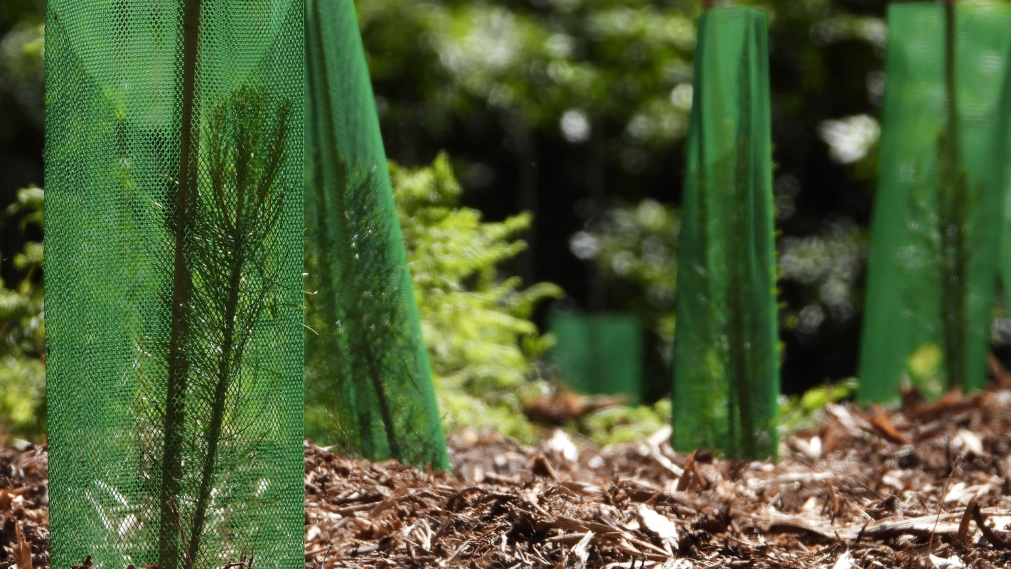 Plantation de pins avec leur protection contre le gibier 