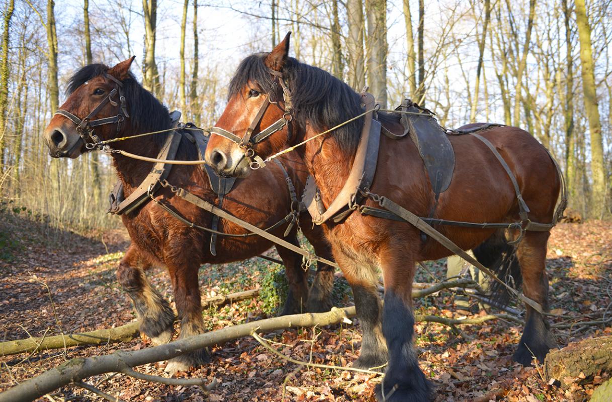 Travaux forestiers - Débardage à l'aide de chevaux